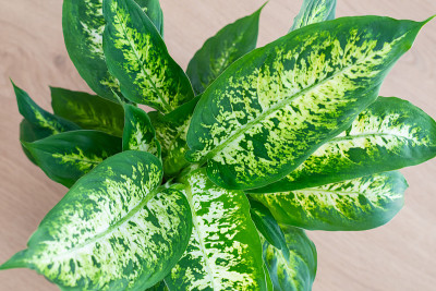 白花(哑藤)植物叶片俯视图