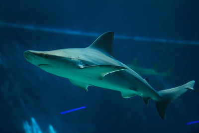 沙洲鲨鱼(Carcharhinus plumbeus)。