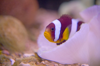 马尔代夫海葵鱼在海葵