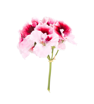 紫色的花