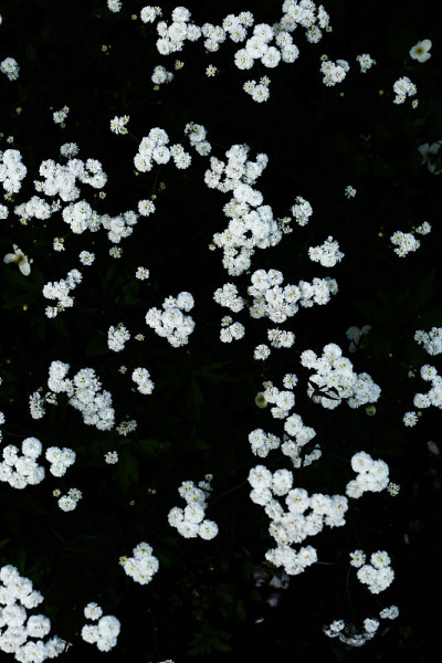 白色的花在一个黑暗的背景，夏天阴沉的蔬菜背景与柔和的相机焦点
