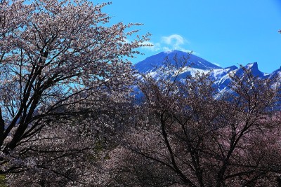 蓝天和樱花