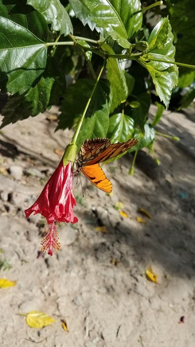 君主的花