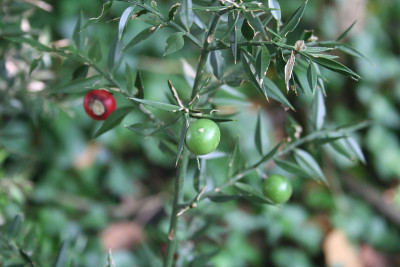 屠夫的扫帚，带有未成熟的绿色浆果。Ruscus aculeatus