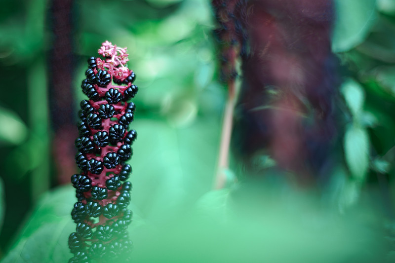 美洲商陆(Phytolacca americana)在萌芽期