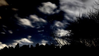 有树和星星的午夜天空
