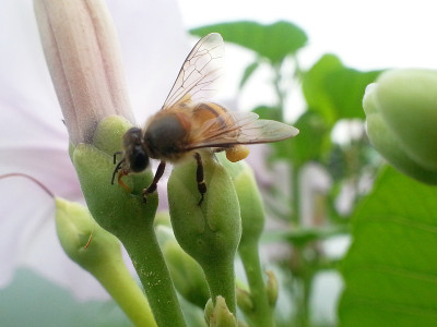 蜜蜂