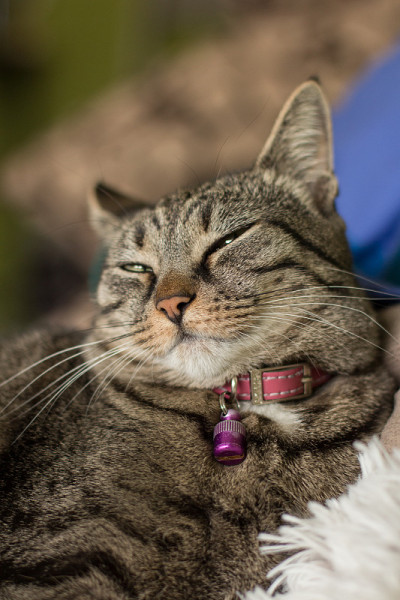 美丽的家猫