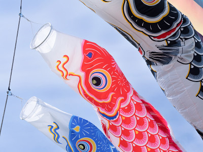 日本鲤鱼等浮电缆