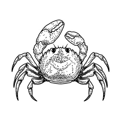 Illustration of crab in engraving style. Design el
