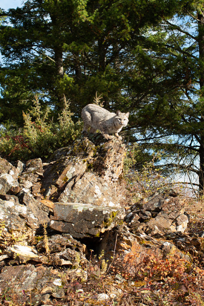 山猫