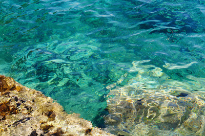 海