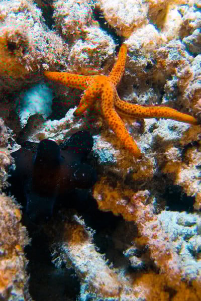 海星