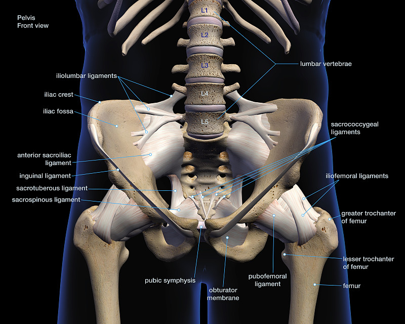 男性髋骨和韧带标记前视图黑色