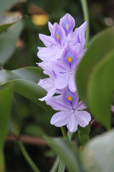 水葫芦花