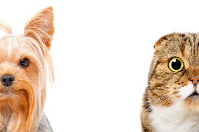 约克郡狗和猫的肖像苏格兰折叠，半脸