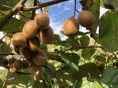 Kiwi in sunshine