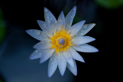 池塘上的蓝莲花