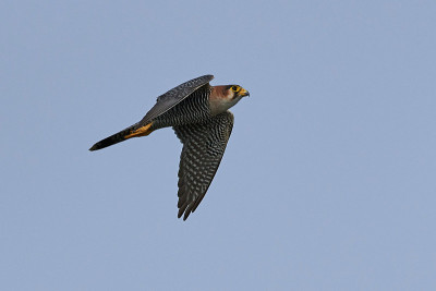 红颈隼(Falco chicquera)