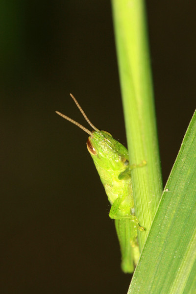 蝗虫