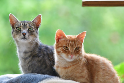 家的狗和猫依偎在一起，成为爱中最好的朋友