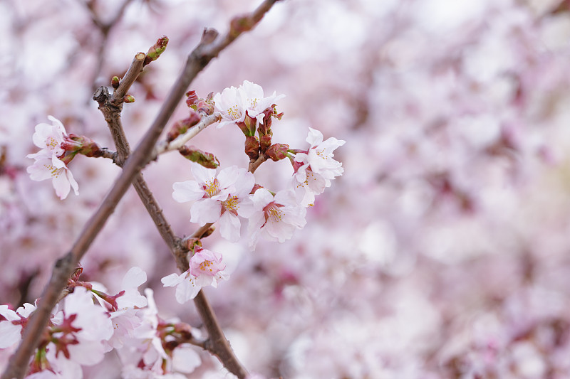 日本樱花