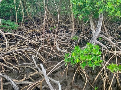 南佛罗里达河口红树林的根