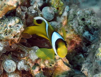 埃及的一种红海海葵鱼(海葵海葵属)
