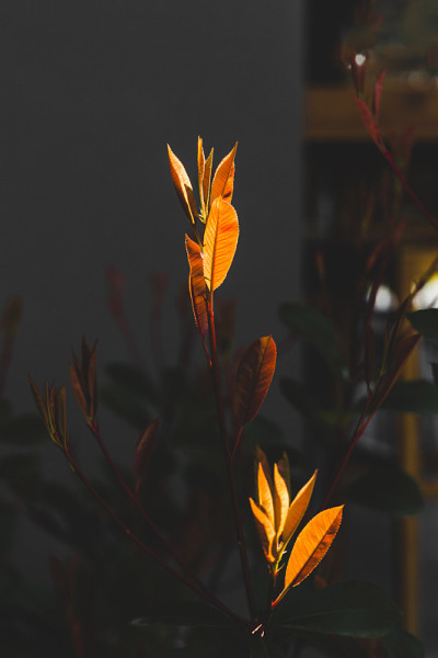 这种植物被称为火灌木，在土耳其可以变成红色。Photinia Serrulata。有选择性的重点