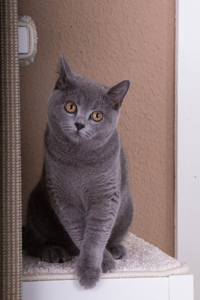 一只漂亮的灰色猫正坐在抓挠杆上