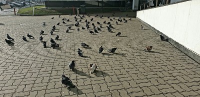 鸽子