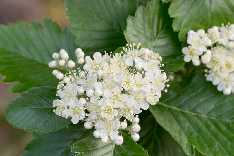 花楸中间瑞典白束白花