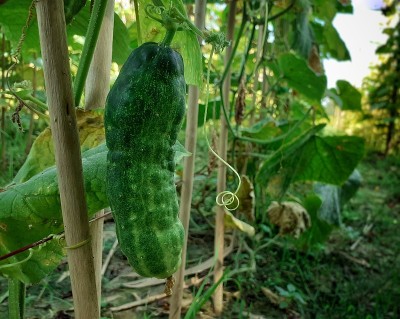 黄瓜挂在植物上