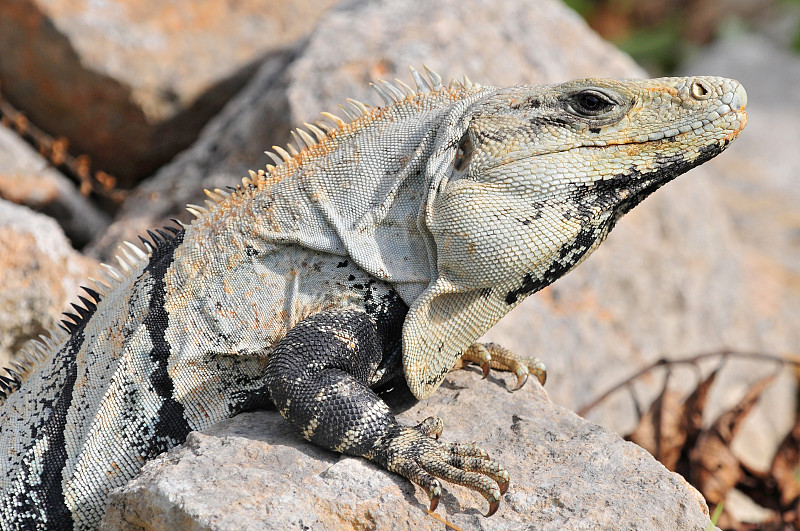 Ctenosaura similis，通常被称为黑刺尾鬣蜥，黑色鬣蜥，或黑色ctenosaur，是一