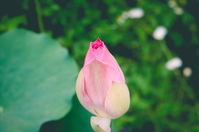 粉红色的莲花花蕾