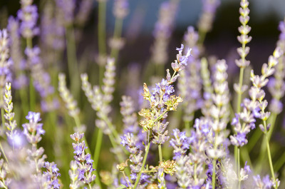 BRIHUEGA，丁香花:薰衣草