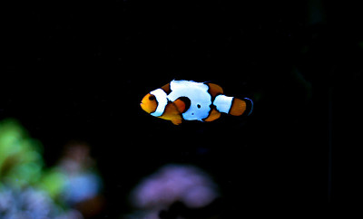 先生，受欢迎的咸水水族鱼——小丑鱼