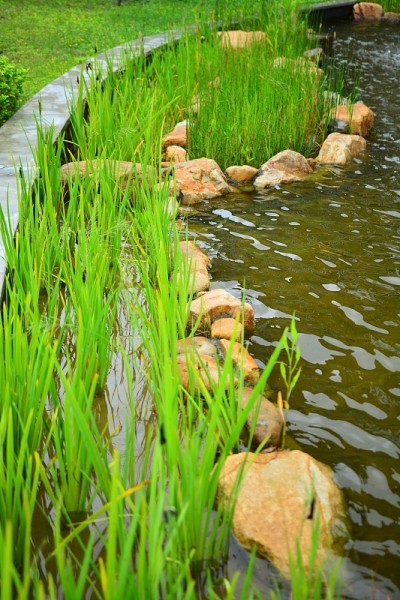 绿色的水生植物生长在水边