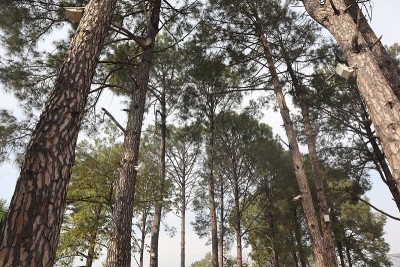 常绿松林-森林树木主要由松木(Chir Pine)组成-公园森林区域的顶部视图