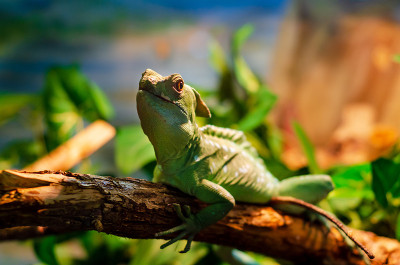 常见的蛇怪(Basiliscus Basiliscus)是蛇怪科的一种蜥蜴。
