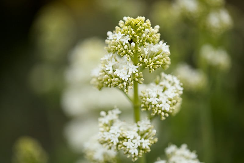 大卡纳利亚植物群- Centranthus ruber，红缬草，入侵在卡纳利自然的宏观花卉背景