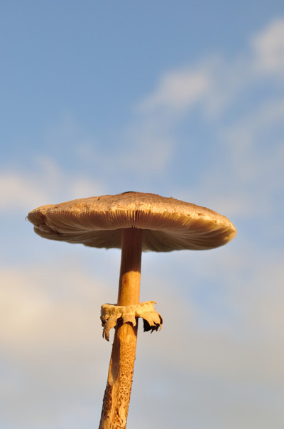 蘑菇
