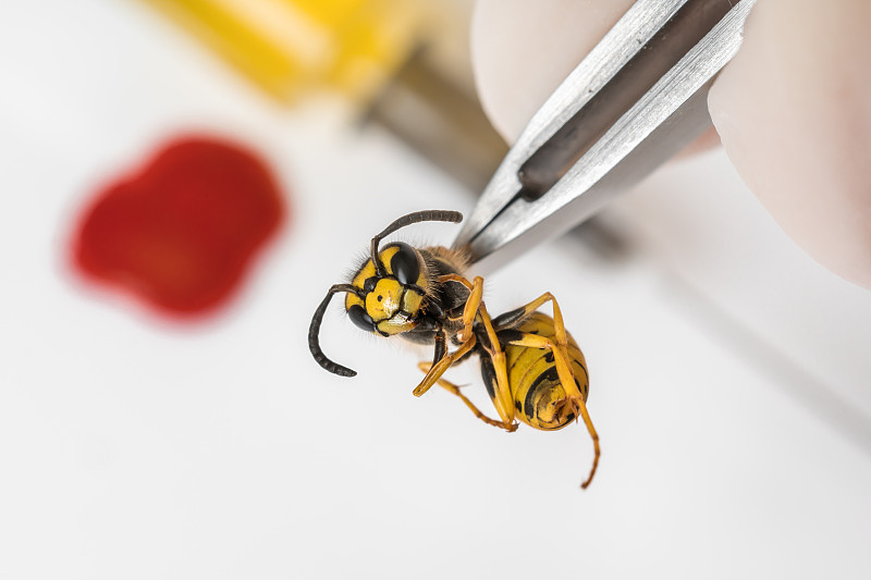 科学昆虫学家用镊子检查黄蜂