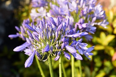 Agapanthus，一种南非蓝百合花