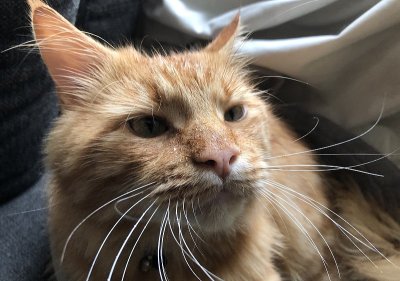 家养的缅因猫在阳光下玩耍