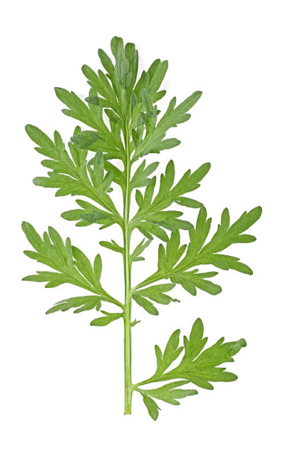 山艾草枝-在白色背景上的药用艾草的枝，俯视图。