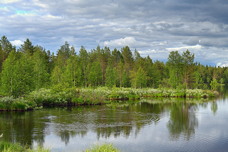 夏季景观有北部森林湖、野鸭、大量的蚊子和厚重的低云。Kuusamo,芬兰拉普兰