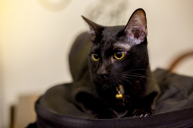 黑猫睡在黑色的背包里