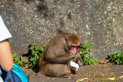 野生猴子吃旅游餐