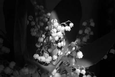 铃兰